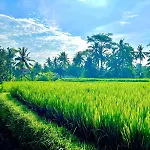 Ubud Uma-Ijo